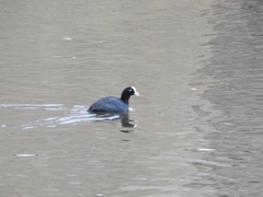 Fulica atra