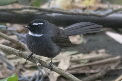 Rhipidura albicollis