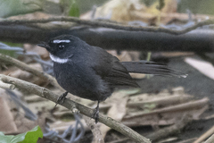 Rhipidura albicollis