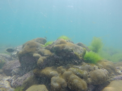 Palythoa caribaeorum