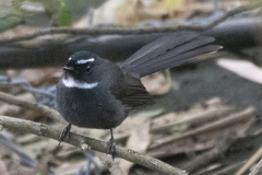 Rhipidura albicollis