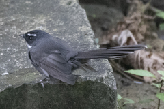 Rhipidura albicollis