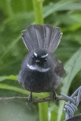 Rhipidura albicollis