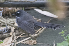 Rhipidura albicollis