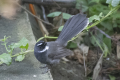 Rhipidura albicollis