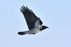 Corvus cornix sharpii