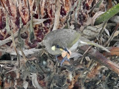 Meliphaga notata