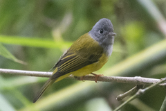 Culicicapa ceylonensis