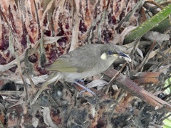 Meliphaga notata