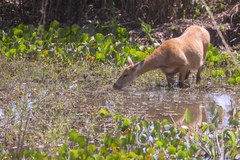 Blastocerus dichotomus