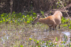 Blastocerus dichotomus