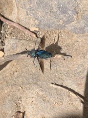 Thanatophilus micans