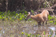 Blastocerus dichotomus