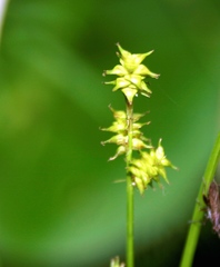 Carex atlantica