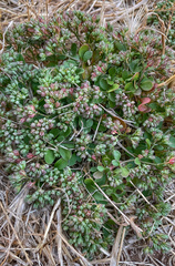 Polycarpon tetraphyllum