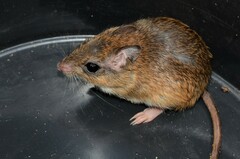 Gerbilliscus leucogaster