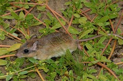 Gerbilliscus leucogaster