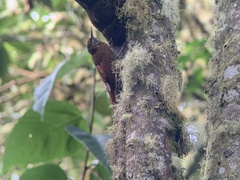 Lepidocolaptes lacrymiger