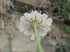 Scabiosa bipinnata
