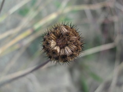 Scabiosa bipinnata