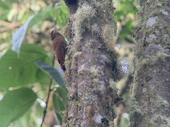 Lepidocolaptes lacrymiger