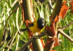 Icterus graduacauda