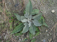 Verbascum gnaphalodes