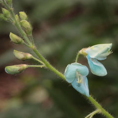 Desmodium uncinatum