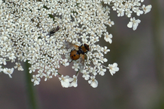 Gymnosoma