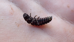 Nyctophila reichii