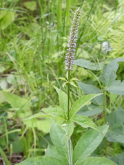Veronicastrum sibiricum