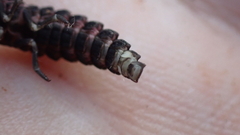 Nyctophila reichii