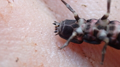 Nyctophila reichii