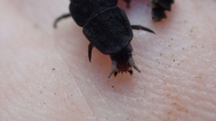Nyctophila reichii