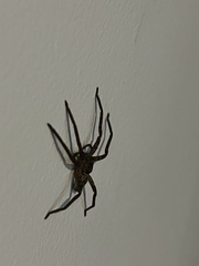 Heteropoda