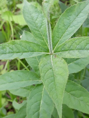 Veronicastrum sibiricum