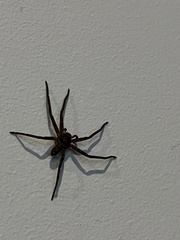 Heteropoda