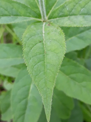 Veronicastrum sibiricum