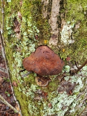 Fuscoporia gilva