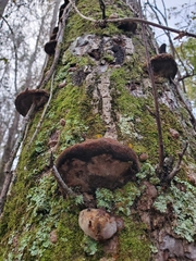 Fuscoporia gilva