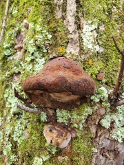 Fuscoporia gilva