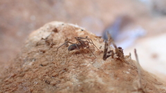 Mesiotelus