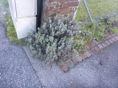 Lavandula angustifolia