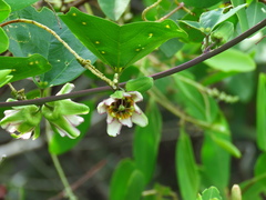 Passiflora biflora