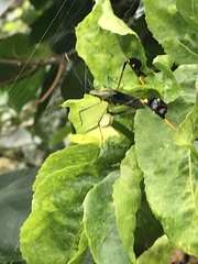 Diactor bilineatus