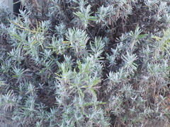 Lavandula angustifolia
