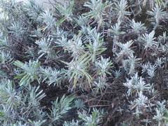 Lavandula angustifolia