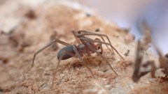 Mesiotelus
