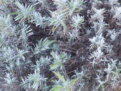 Lavandula angustifolia