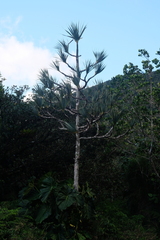 Pandanus utilis
